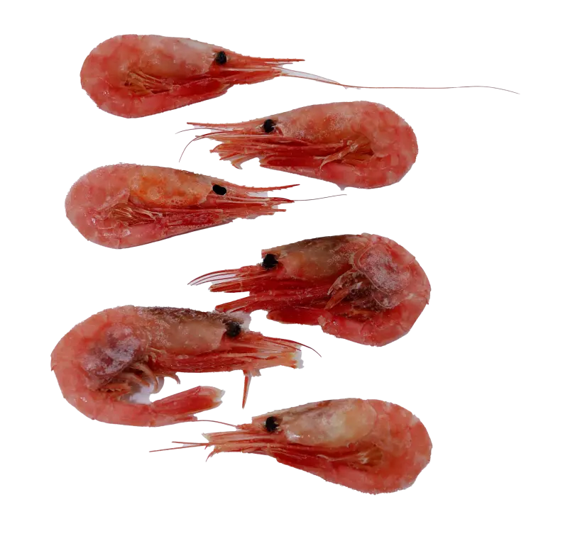 Crevettes Norvégiennes cuites non-épluchées 90/120 - 5kg -