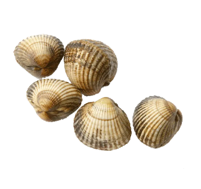 Coques Gros 80-100/kg - 1kg