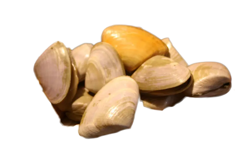 Vernis 1kg (Fasolari)( 9 à 15/ kg )