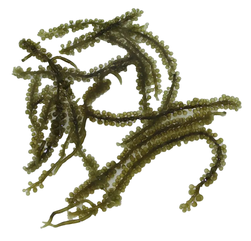 Groseilles de mer vertes 100gr