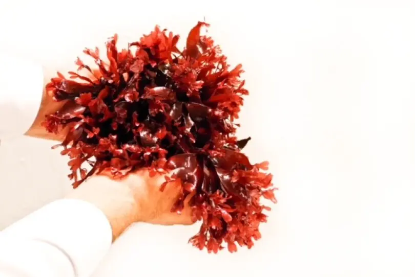 Algues rouge - Dulse 500gr frais