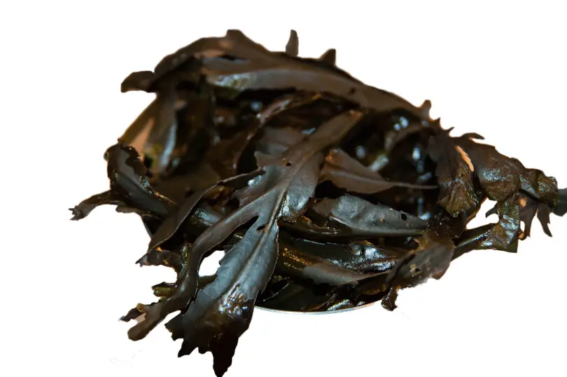 La fucus dentelée 1kg