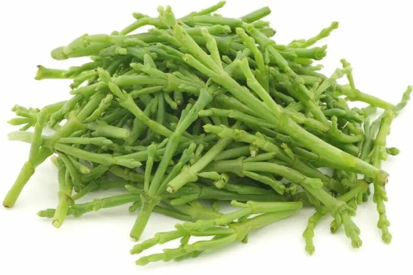 Salicorne 1kg