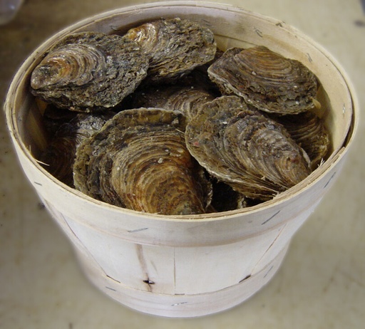 Huitres plates France TTG+ (000) 50pc