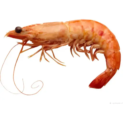 Crevettes Krustanord fraiches 20/30 - 2kg