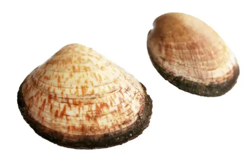 Amandes 20-35/kg - 1kg
