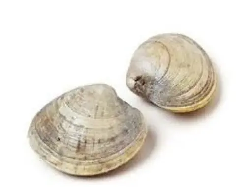 Clams petits +/-15/kg - 1kg