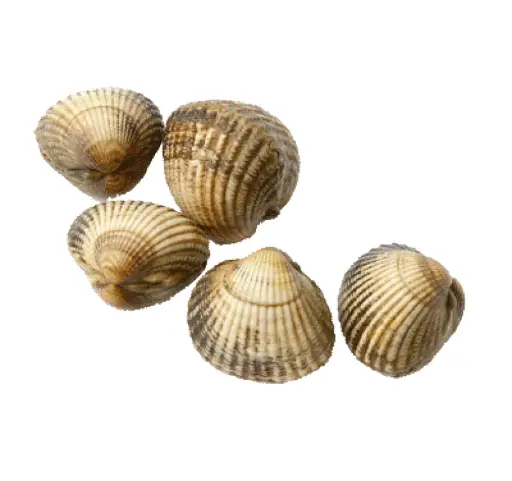 Coques Gros 80-100/kg - 1kg