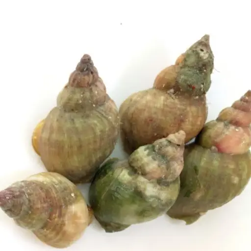 Bulots Français 40-60/kg 1kg