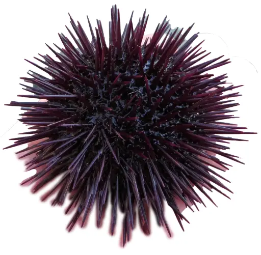Oursins Violets Bretagne 5/6-kg - 3kg